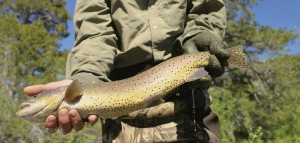 Continental_Trout_Nevada_2